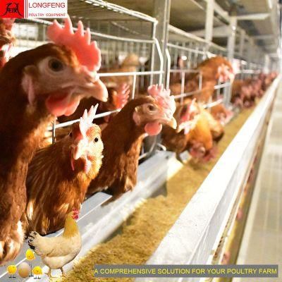 on-Site Installation Instruction Automatic Chicken Farming Poultry Feeding Equipment Layer Cage