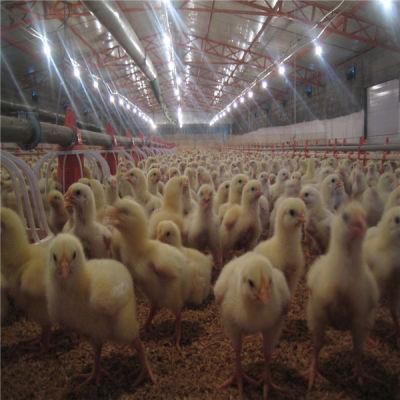 Automatic Poultry Equipment for Broiler / Breeder / Chicken Farm