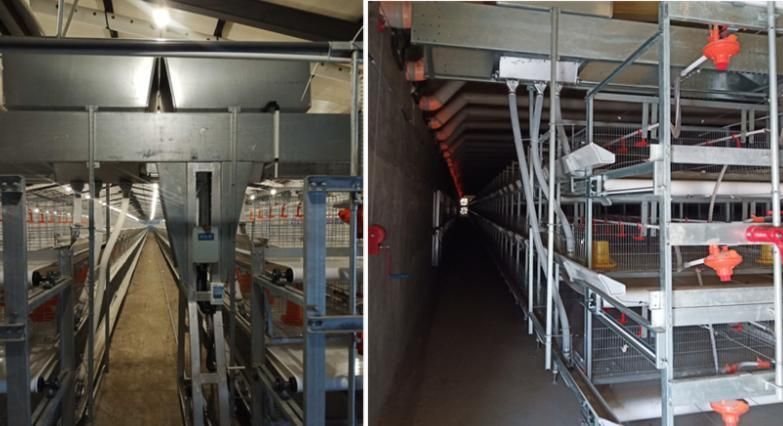 High Quality H Type Chicken Cages Broiler Cage with Automaic Feeding System