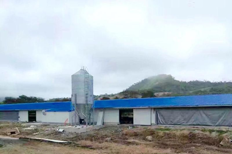 Poultry Farm House Design / Egg Chicken House Design for Layers Chicken House