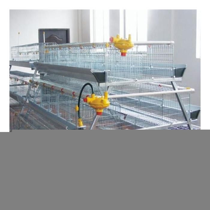 Supply Completely Automatic Laying Hen/Egg Layer Battery a Type Chicken Cages System