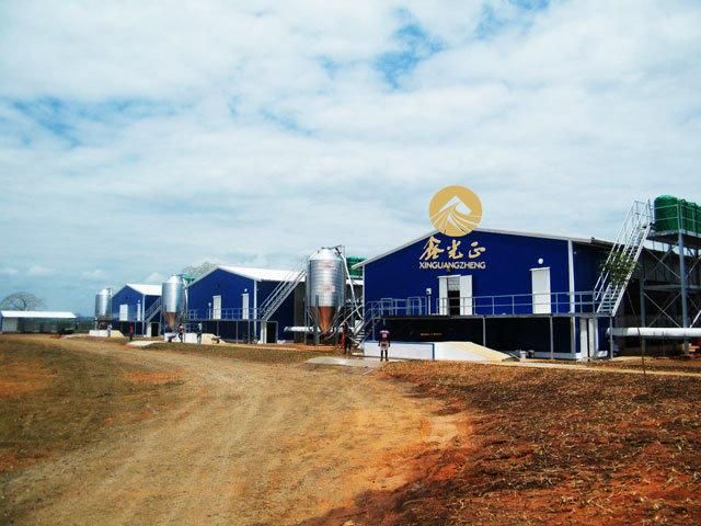50000 Chickens High Quality H Type Automatic Battery Layer Cages