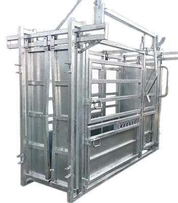 Cattle Chute with Scale for Weighing