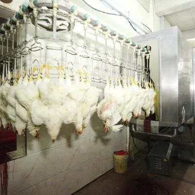 Raniche 1000 Chicken Bph Poultry Processing Plant Chicken Slaughterhouse Equipment