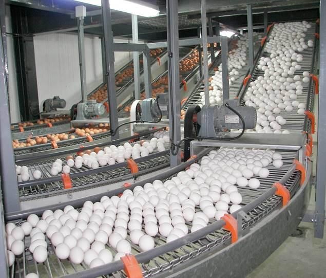 Modern Chicken House Design for The Chicken Farm