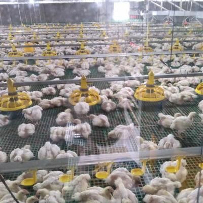 U-Best Automatic Broiler Poultry Equipment Chicken Feeding and Drinking System