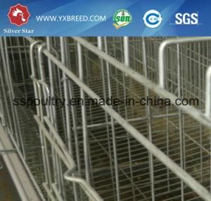 a Type 4 Layers Automatic Feeding System Electric Chicken Cage Layer Type