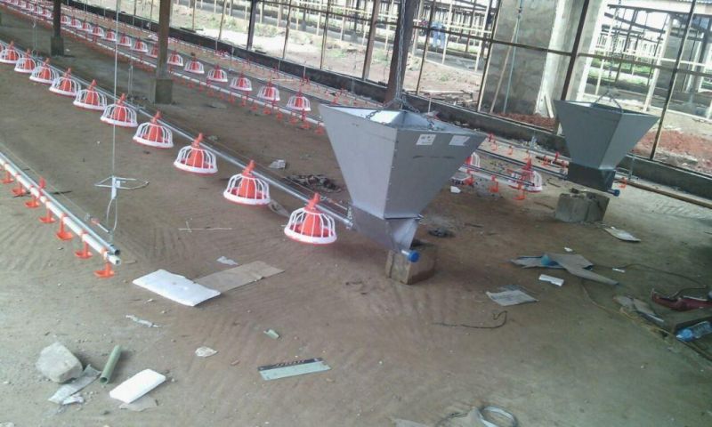 Modern and Advanced Automatic Poultry Equipment for Broiler/Breeder/Layer Chicken