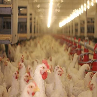 Best Material Industrial Quickly Built Automatic Steel Broilers Chicken House