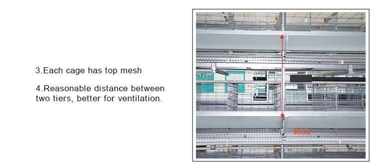 Galvanized Automatic Poultry Farm Equipment Chicken Battery Cage for 10000 Capacity