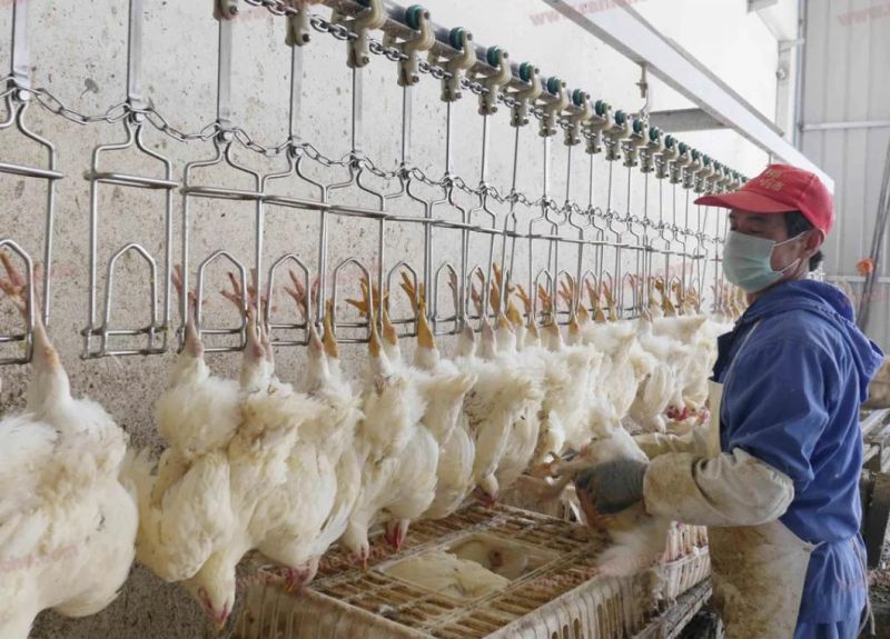 Halal Type Cattle Reverse Case of Cattle Slaughtering Equipment Cattle Slaughterhouse Machine