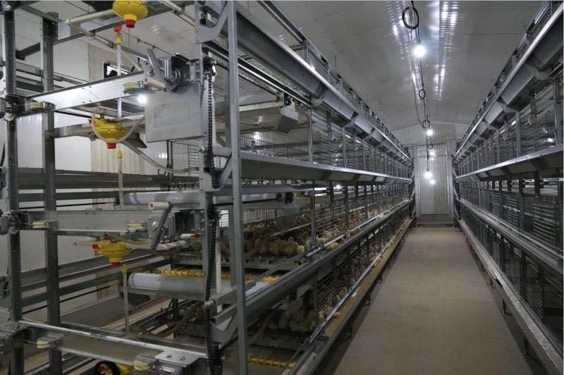 Steel Structure Henhouse From Qingdao Xgz