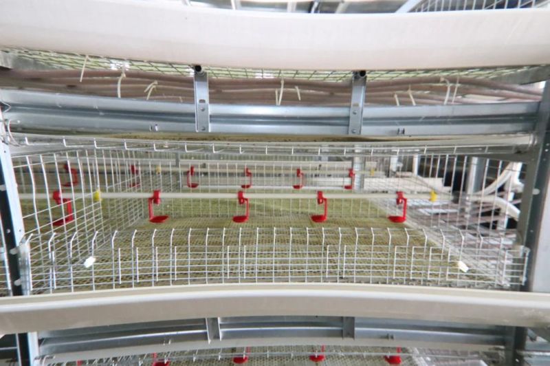 Plastic Poultry Drinkers High Quality Automatic Nipple Drinker for Chicken Cage in Angola