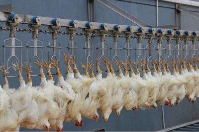 Poultry Chicken Slaughterhouse Slaughtering Equipment
