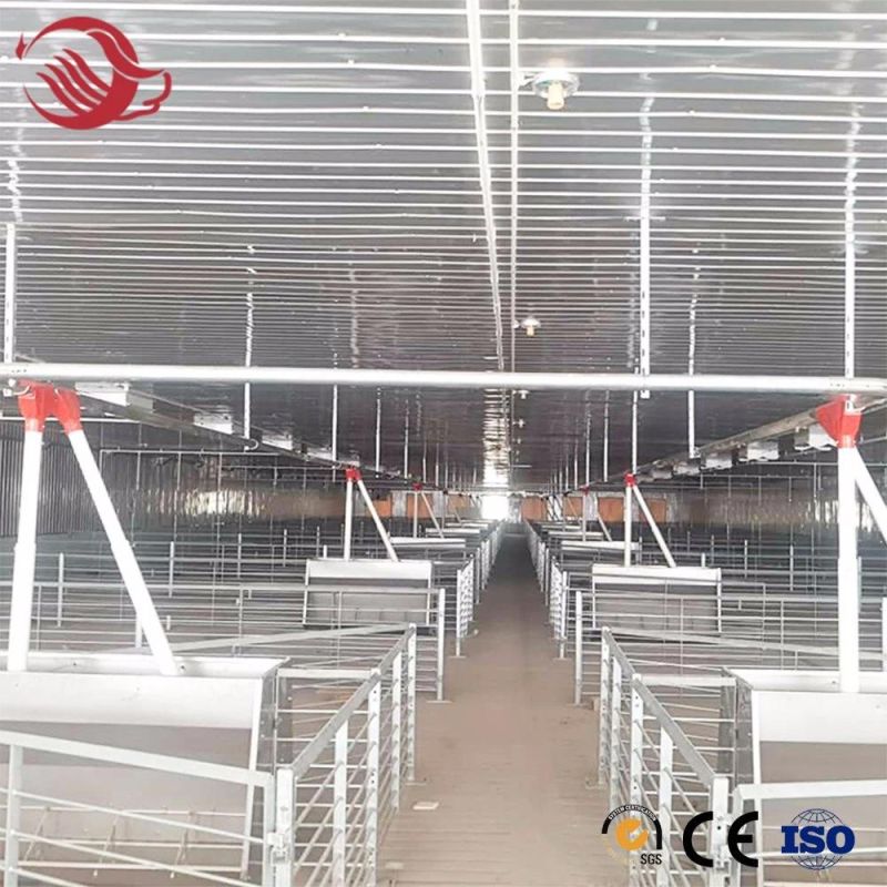 Pig Farm Equipment Automatic Feeding System