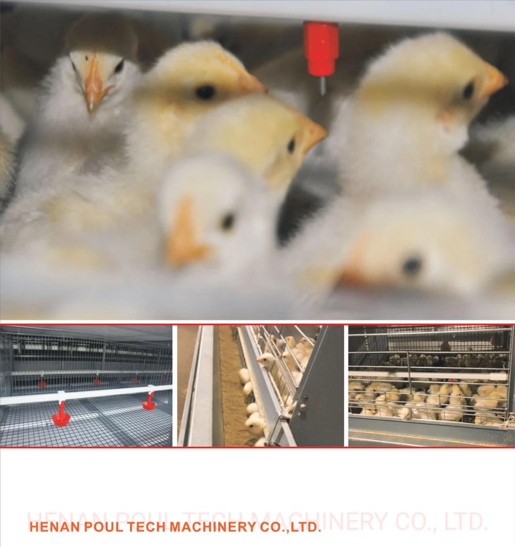 Type a and Type H Chicken Cage Poultry Raising Equipment