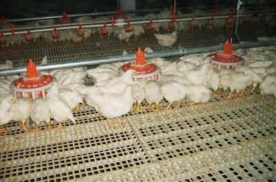 Cheap Factory Price PVC Slat Floor for Poultry Farm Chicken House