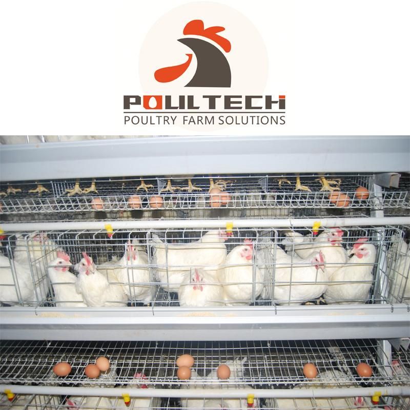 H Type Good Quality Layer Chicken Cage Poultry Farm Equipment