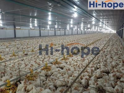 Customized Poultry House Broiler Farming Chicken Raising Equipment