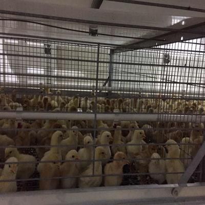 High Quality/Low Price Layer Chicken Cages Poultry Farm