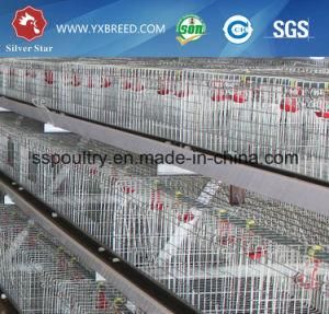 20000 Pullets Brooder Chicken Cages Made in China for Poultry Framing