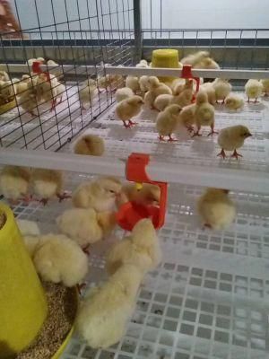 Automatic Poultry Chicken Bird Cages for Layer Broiler