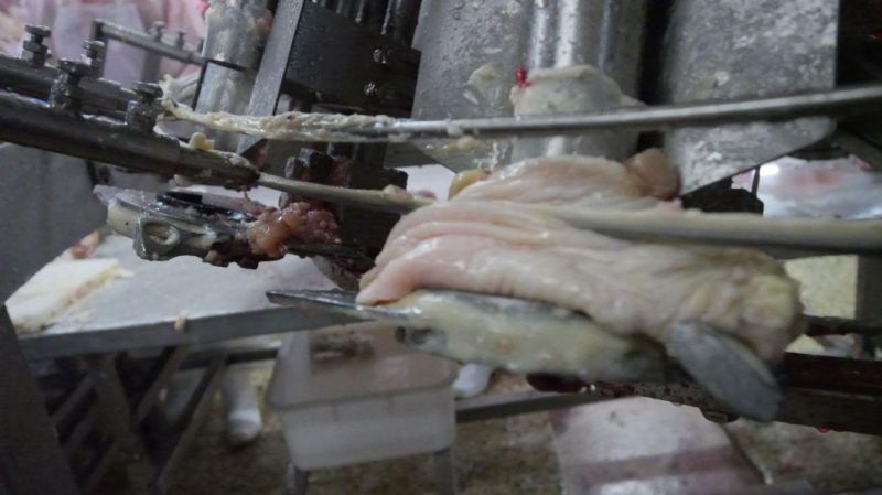 Chicken Thigh Debone / Chicken Thigh Debone Machine