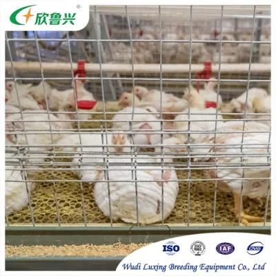 H Type Broiler Chicken Cage Automatic Poultry Farm Equipment for Broiler Chicken Raising