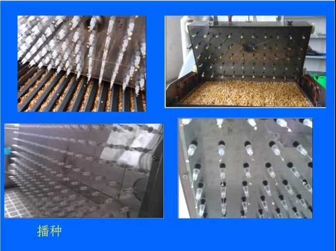 Semi-Automatic Press Hole Tray Eggplant Seeding Line