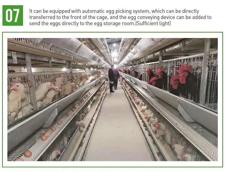 Fully Automatic Poultry Farm Galvanized Wire Layer Egg Chicken Battery Cage System