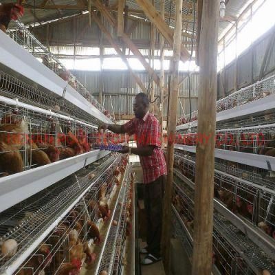 Type a Durable Automatic Chicken Cage Equipment
