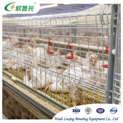 Broiler Chicken Pullets Raising Cage for Poultry Farming Equipment