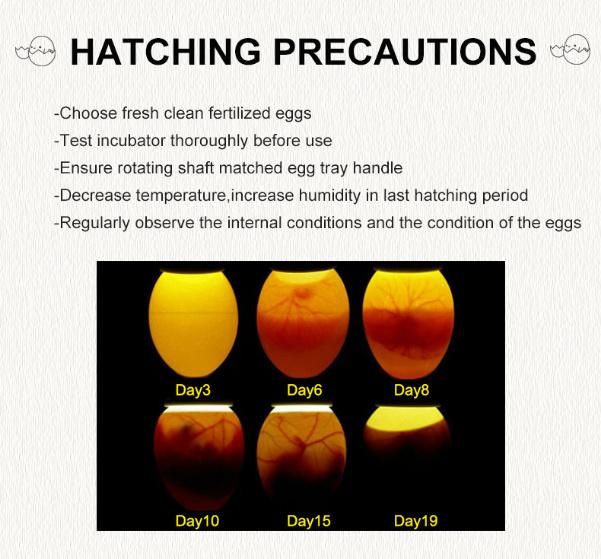 New Model 36 Egg Incubator 98% Hatching Rate Fully Automatic China