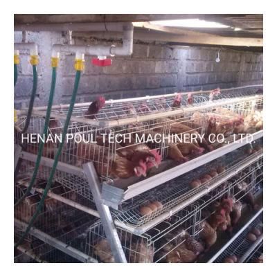 Automatic Chicken Layer Cages with Manure Cleaning System for Layer Chicken Feed