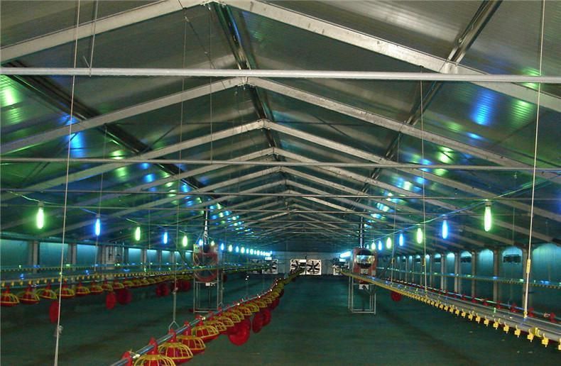 Steel Structure Fiberglass Sandwich Panel Poultry Chicken Farm House