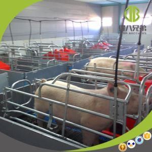 Anti-Corrosion Farrowing Crate Use for Sow