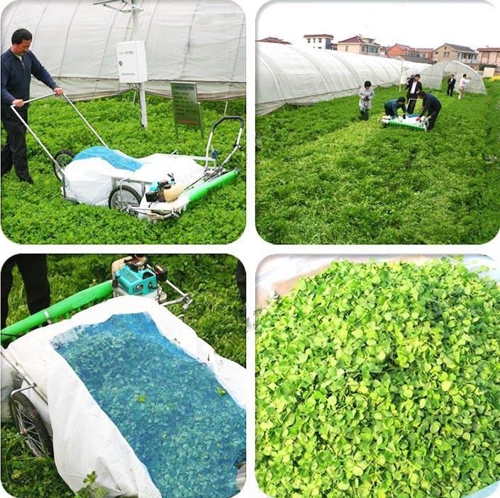 Good Feedback Lavender Harveting Machine in Europe