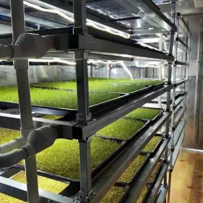 Hydroponics System in Greenhouse for Vegetable Growing and Annimal Feed