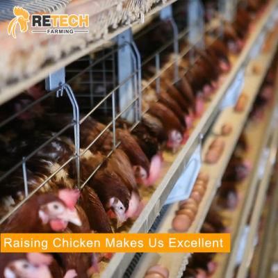 A strong manufacturer of poultry farms breeding equipment chicken cages