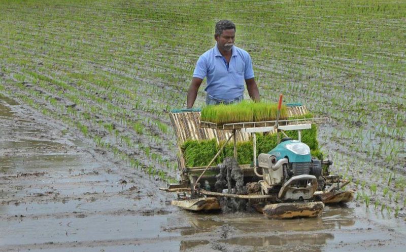 Paddy Rice Transplanter (2ZS-4) , Walking Type Rice Transplanter