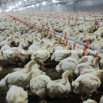 Whole Boiler Feeding Poultry House Chicken Farm Equipment