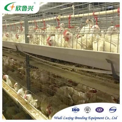 Pullet Poultry Raising Cage with Auto Feed Equipment for Bangladesh Farm