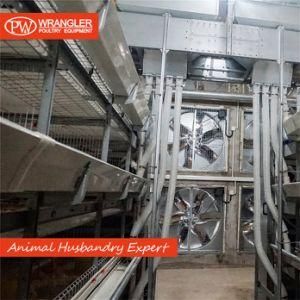 Automatic H Type 3 Tiers Broiler Cage Broiler Cage with Manure Cleaning Belt for Chicken