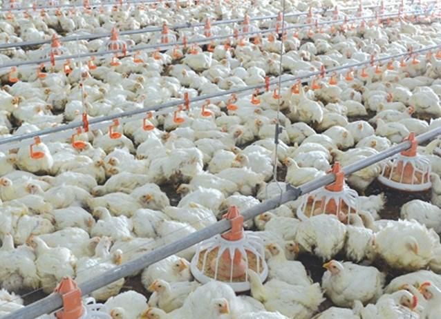 Poultry House for 10000 Chickens Farm Construction Plan