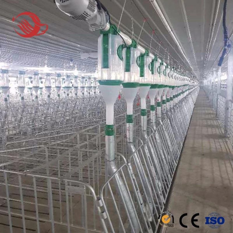 Pig Farm Equipment Automatic Feeding System