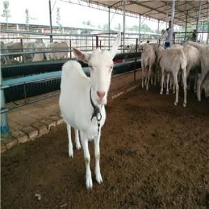 High Efficiency Lamb Slaughterhouse Machine with Goat Equipment