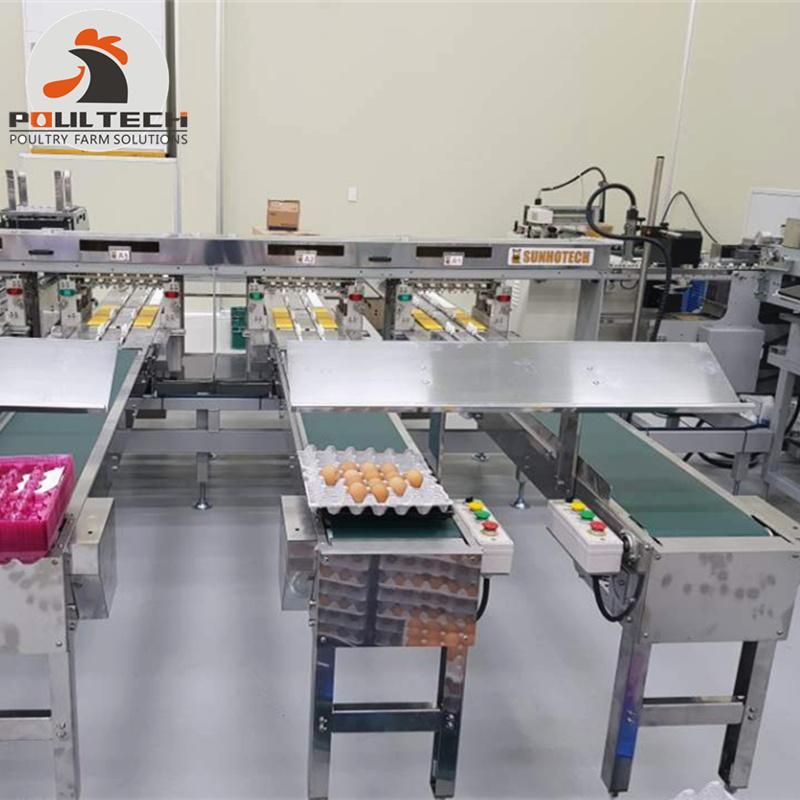 Automatic Chicken Egg Packing & Grading Machine with 30000 Eggs/Hour