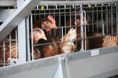 Chicken Cage Suppliers in Mainland China Produce a or H Type Automatic Chicken Raising Equipment