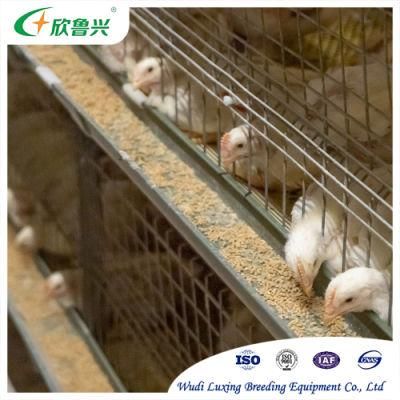 Automatic Poultry Farm Equipment H a Type Layer Broiler Chicken Cage for Battery Chicken Farming