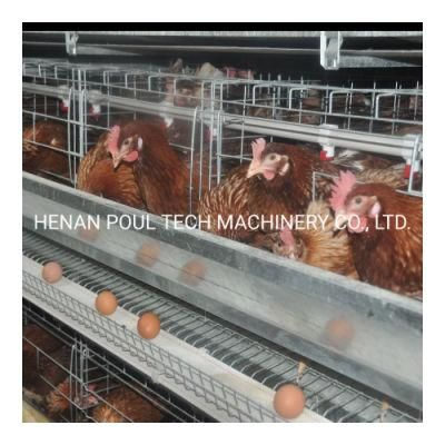 International Standard Galvanized Wire Mesh Chicken Cage System for Hot Sale to Africa